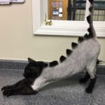 Εσείς θα κουρεύατε το γατί σας σαν δεινοσαυράκι;