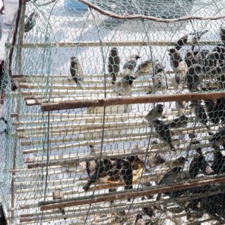 Στη Καμπότζη απελευθερώνουν πουλιά την ώρα της προσευχής