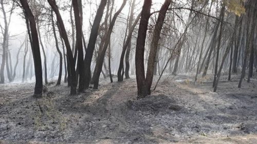 2.000 στρέμματα παρθένου δάσους μετατράπηκαν σε στάχτη στη Στροφυλιά