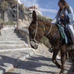 Καμπάνια ευαισθητοποίησης για τα γαϊδουράκια στη Σαντορίνη