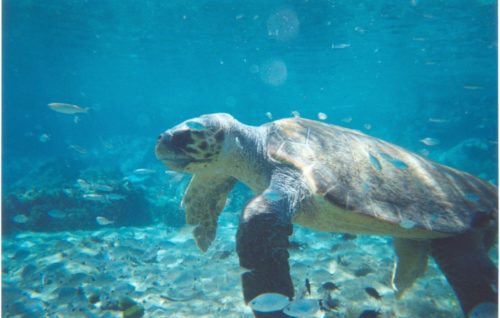 Τα Χανιά παίρνουν μέτρα για την προστασία της θαλάσσιας χελώνας