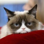 Πέθανε η Grumpy Cat