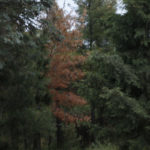 Στα μέσα του καλοκαιριού ξεκινούν οι διαδικασίες αναγέννησης του δάσους του Σέιχ Σου