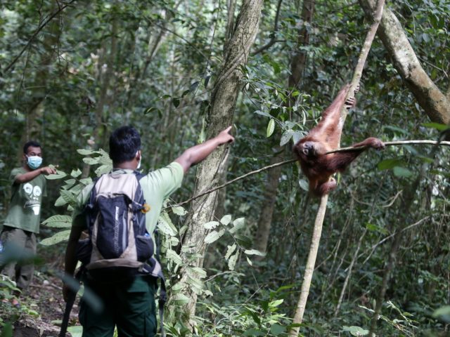 Ουρακοτάγκοι απελευθερώθηκαν στην Ινδονησία, αφού μαθήτευσαν στο «σχολείο του δάσους»