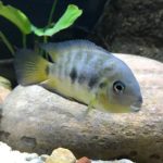 Ο ερωτικός χωρισμός πονάει και τα ψάρια