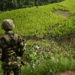 Νέο παγκόσμιο ρεκόρ παραγωγής κοκαΐνης καταγράφηκε το 2017