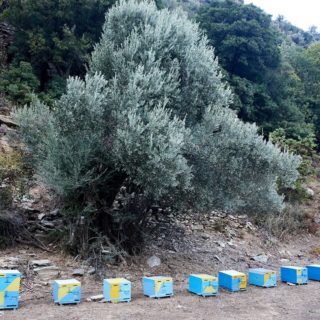 Πέντε καρτ-ποστάλ από την Κάρυστο