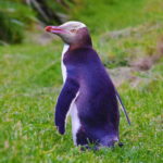 Δύο μπλε πιγκουίνοι συνελήφθησαν επειδή διέρρηξαν κατάστημα με σούσι