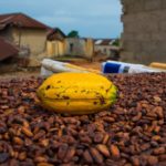 Γκάνα και Ακτή Ελεφαντοστού υψώνουν το ανάστημά τους στις σοκολατοβιομηχανίες