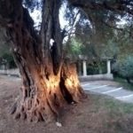 Ευδοκία, ένα ελαιόδεντρο 11 αιώνων