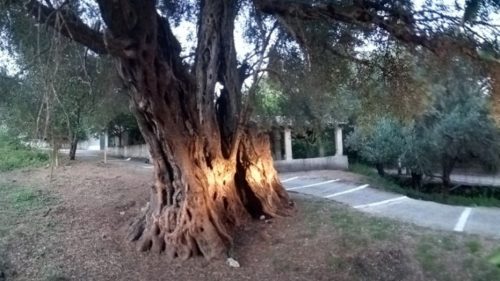 Ευδοκία, ένα ελαιόδεντρο 11 αιώνων
