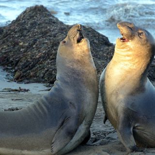 Οι Άριες των Ωκεανών