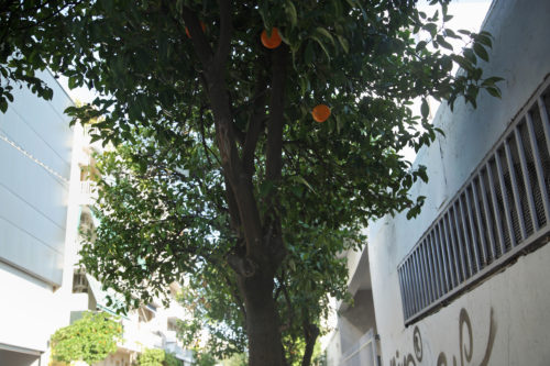 Πλέον μπορείτε να υιοθετήσετε ένα δέντρο της Αθήνας