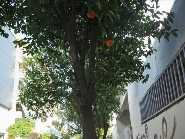 Πλέον μπορείτε να υιοθετήσετε ένα δέντρο της Αθήνας