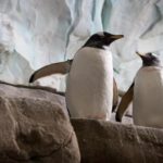 Στον ζωολογικό κήπο του Βερολίνου δύο ομοφυλόφιλοι πιγκουίνοι υιοθέτησαν ένα αυγό