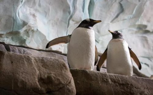 Στον ζωολογικό κήπο του Βερολίνου δύο ομοφυλόφιλοι πιγκουίνοι υιοθέτησαν ένα αυγό