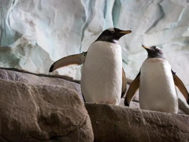 Στον ζωολογικό κήπο του Βερολίνου δύο ομοφυλόφιλοι πιγκουίνοι υιοθέτησαν ένα αυγό