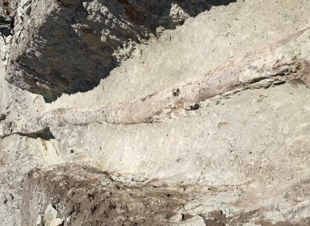 Μυτιλήνη: Δυο γιγάντιοι κορμοί απολιθωμένων κωνοφόρων δένδρων αποκαλύφθηκαν κατά τη διάρκεια ανασκαφών