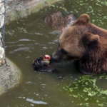 Βουλγαρία: Παγωτό για …αρκούδες στον ζωολογικό κήπο στην πόλη Ντόμπριτς
