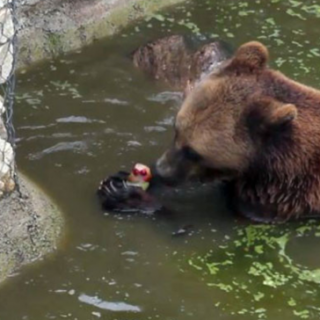Βουλγαρία: Παγωτό για …αρκούδες στον ζωολογικό κήπο στην πόλη Ντόμπριτς