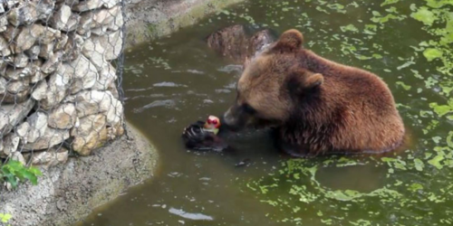 Βουλγαρία: Παγωτό για …αρκούδες στον ζωολογικό κήπο στην πόλη Ντόμπριτς