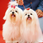 Στο Discover Dogs θα γιορτάσετε την αγάπη για τους σκύλους σας