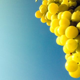 Τα φρούτα του καλοκαιριού