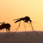 O ΙΣΑ εφιστά την προσοχή στην προφύλαξη από τα κουνούπια