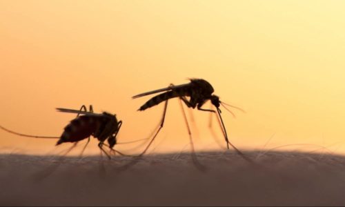 O ΙΣΑ εφιστά την προσοχή στην προφύλαξη από τα κουνούπια