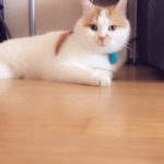 Ο Σύρος γάτος πρόσφυγας της Ειδομένης ζει πλέον ξέγνοιαστος στη Σουηδία