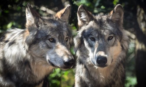 Βόλος: Ομάδα λύκων απειλεί κοπάδια ζώων στο Πήλιο