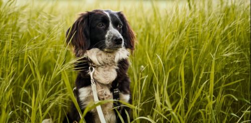 Μυστηριώδης θανατηφόρα ασθένεια πλήττει δεκάδες σκυλιά στη Νορβηγία