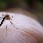 Μειωμένα τα σοβαρά κρούσματα από τον ιό του Δυτικού Νείλου στην Ελλάδα