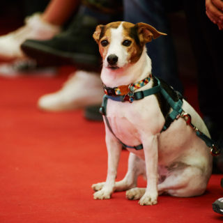 Discover Dogs 2019: Μια έκθεση για τον καλύτερο φίλο του ανθρώπου