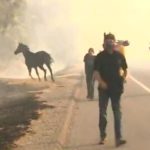 Φωτιές στην Καλιφόρνια: Άλογο μπαίνει στις φλόγες για να σώσει την οικογένειά του [ΒΙΝΤΕΟ]