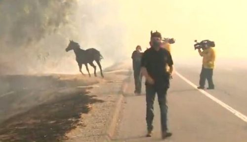Φωτιές στην Καλιφόρνια: Άλογο μπαίνει στις φλόγες για να σώσει την οικογένειά του [ΒΙΝΤΕΟ]