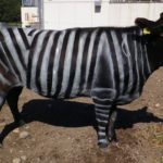 Αγελάδες «μεταμφιέζονται» σε ζέβρες και αποφεύγουν τα τσιμπήματα από τις μύγες