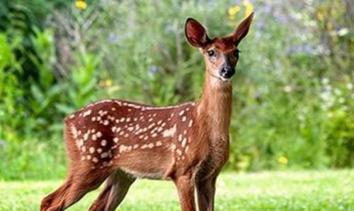 ΗΠΑ: Ασθένεια κάνει τα ελάφια ζόμπι