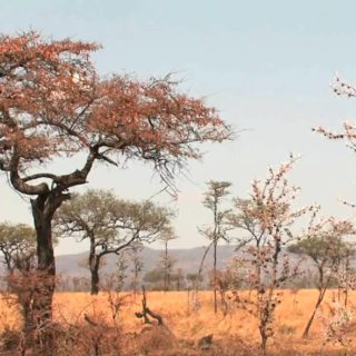 Τελετουργικές δολοφονίες και πολιτικές ίντριγκες στη Σαβάνα