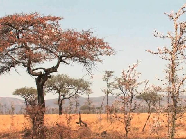 Τελετουργικές δολοφονίες και πολιτικές ίντριγκες στη Σαβάνα