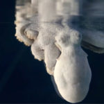 Εκπληκτικό βίντεο δείχνει χταπόδι να αλλάζει χρώματα όσο ονειρεύεται  [BINTEO]