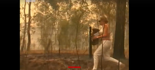 Συγκλονιστικό βίντεο: Γυναίκα μπαίνει στις φλόγες για να σώσει παγιδευμένο κοάλα [ΒΙΝΤΕΟ]