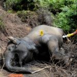 Δεύτερος ελέφαντας της Σουμάτρας βρέθηκε νεκρός σε μια εβδομάδα στην Ινδονησία