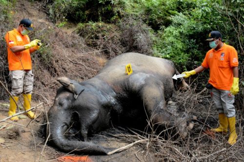 Δεύτερος ελέφαντας της Σουμάτρας βρέθηκε νεκρός σε μια εβδομάδα στην Ινδονησία