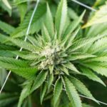 Η ΕΛ.ΑΣ κλήθηκε για έξωση στο Παγκράτι και τελικά ανακάλυψε φυτεία κάνναβης