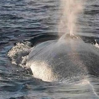 Μια φάλαινα που βρέθηκε νεκρή στις ακτές της Σκωτίας είχε μέσα στο στομάχι της μια “μπάλα απορριμμάτων” 100 κιλών