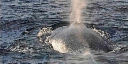 Μια φάλαινα που βρέθηκε νεκρή στις ακτές της Σκωτίας είχε μέσα στο στομάχι της μια “μπάλα απορριμμάτων” 100 κιλών