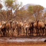 Αυστραλία: Οι αρχές σκότωσαν 5.000 καμήλες καθώς αποτελούσαν κίνδυνο για τον τοπικό πληθυσμό εν μέσω ξηρασίας