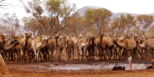 Αυστραλία: Οι αρχές σκότωσαν 5.000 καμήλες καθώς αποτελούσαν κίνδυνο για τον τοπικό πληθυσμό εν μέσω ξηρασίας