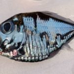 Κι όμως αυτό το «μεταλλικό» ψάρι κατάφερε να γίνει viral